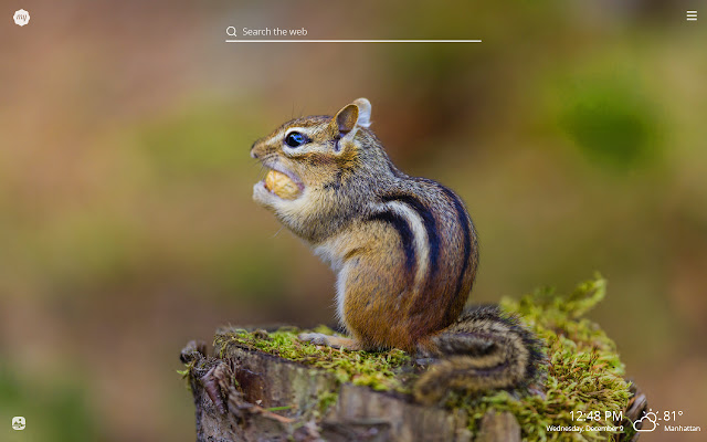 My Chipmunks HD Wallpapers New Tab Theme