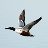 Northern Shoveler