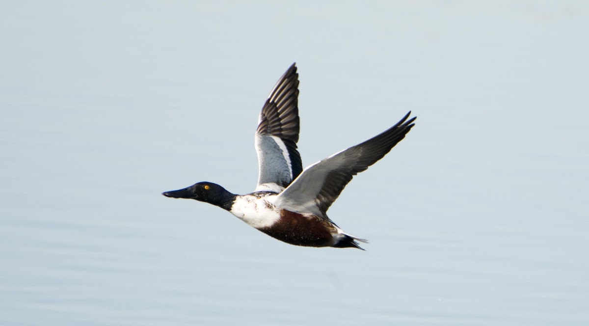 Northern Shoveler