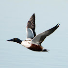 Northern Shoveler