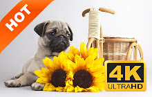 Pug New Tab Page HD Popular Pets Theme small promo image