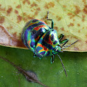 Jewel Bug