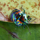 Jewel Bug