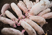 A study released this week has found that new variants of the African swine fever virus circulating in China appear to cause a milder form of the disease.