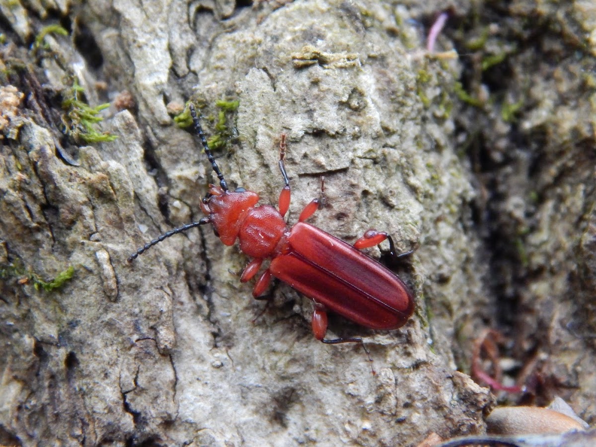 Flat Bark Beetle