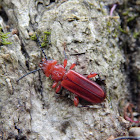 Flat Bark Beetle