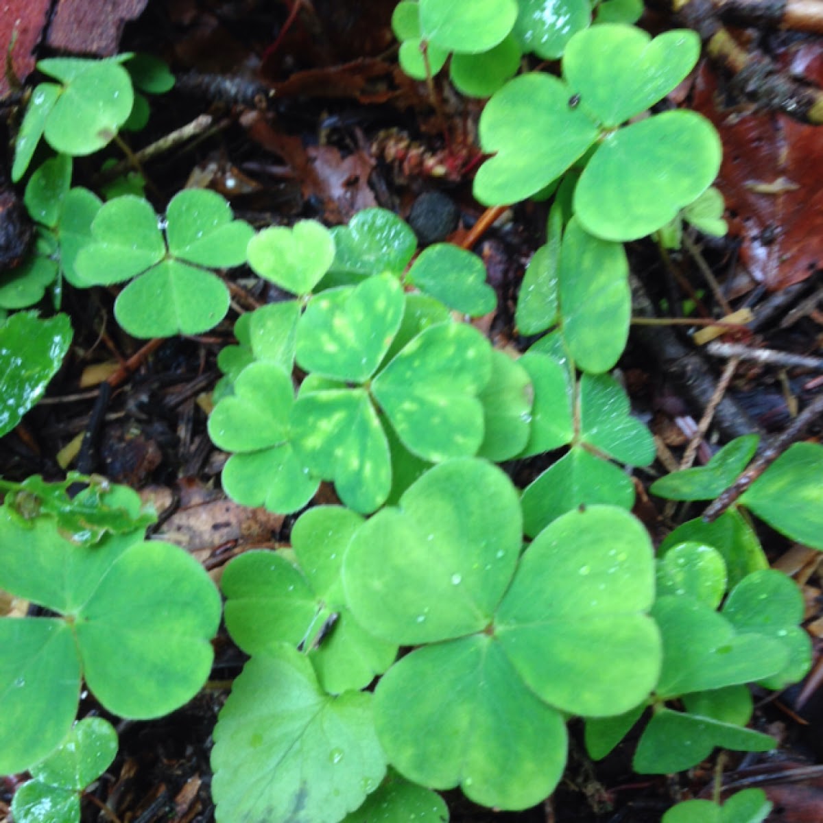 wood sorrel