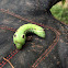 Tersa Sphinx moth caterpillar