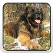 Leonberger Theme - Nova/ADW/GO  Icon