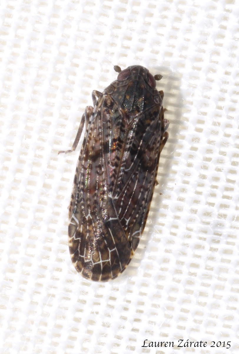 Achilid Planthopper