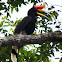 Rhinoceros Hornbill