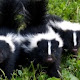 Skunks HD Wallpapers Animal Theme