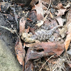 Eastern Fence Lizard