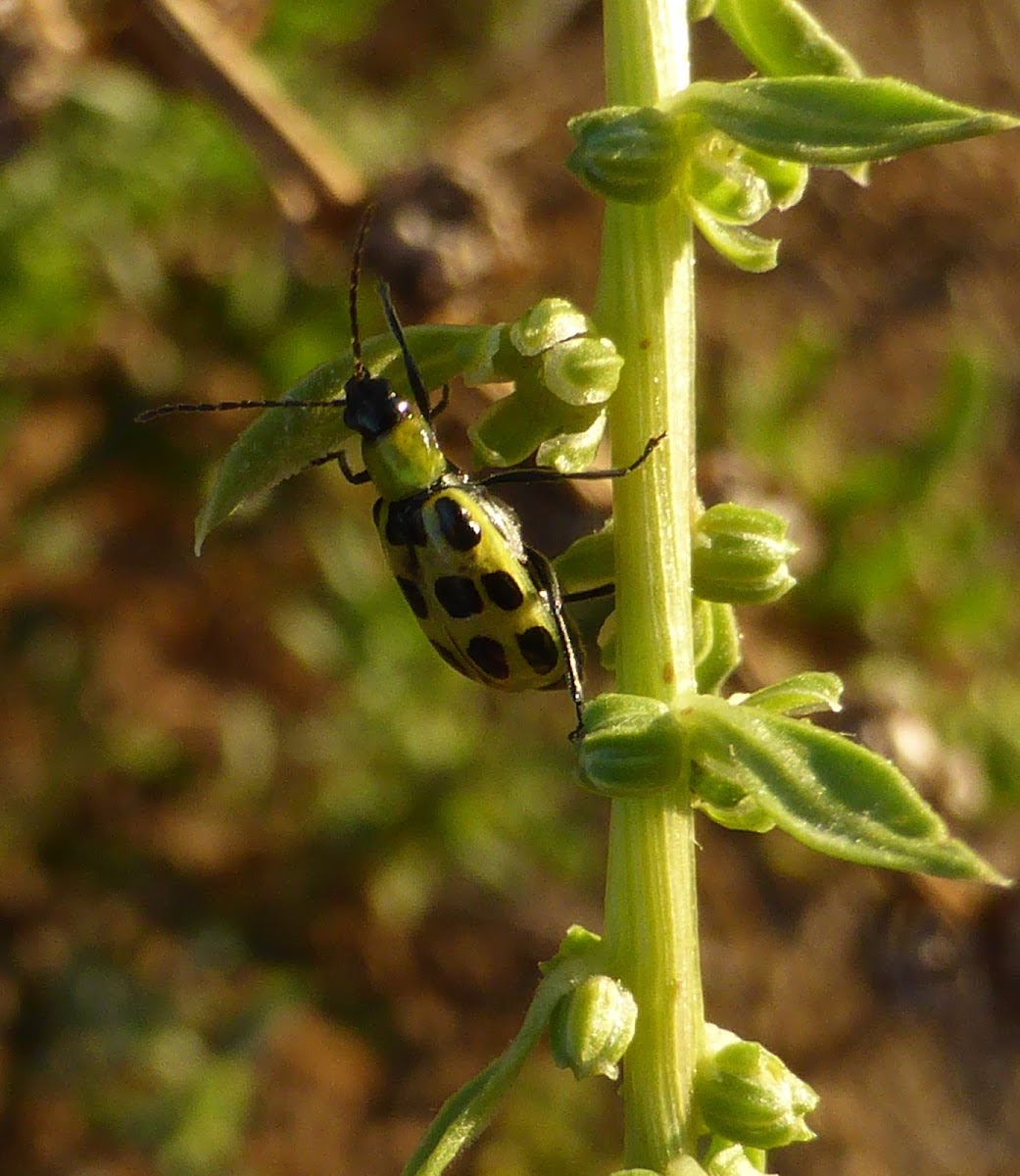 Spotted Cucumber Beetle