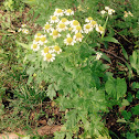 Feverfew