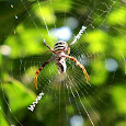 Wild witness of Western ghats