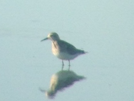 Baird's Sandpiper