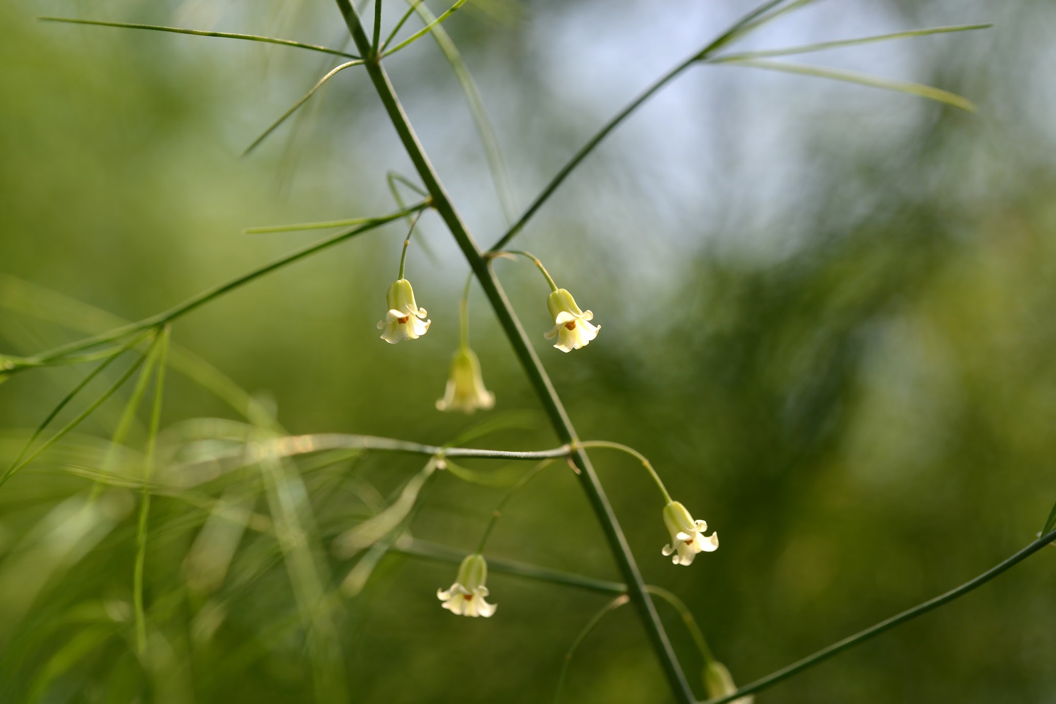 アスパラの花って見たことありますか Do You Know Flowers Of Asparagus 物語を届けるしごと