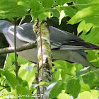 Woodpigeon