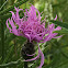 Knapweed