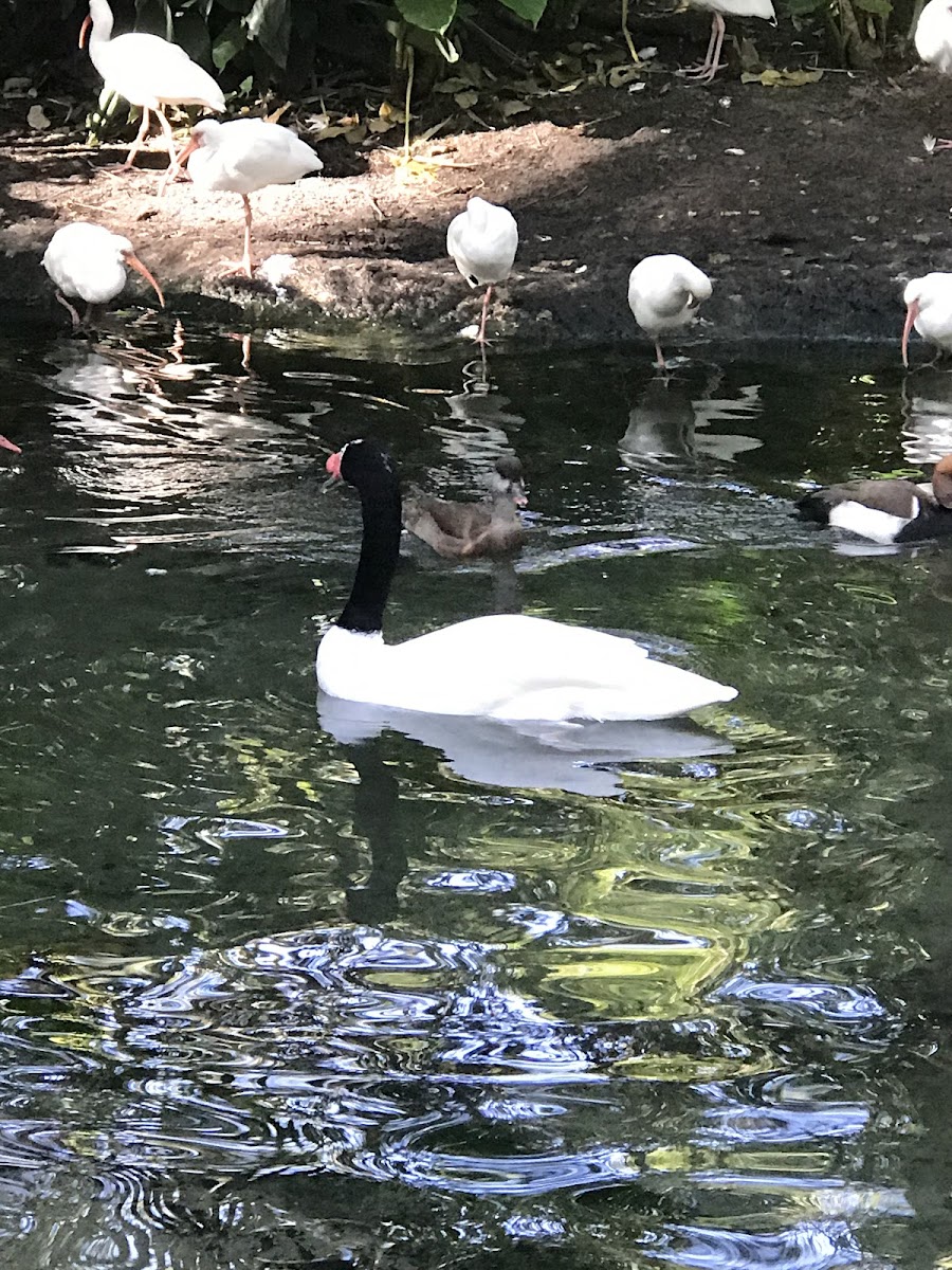 Black-necked swan