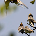 Barn Swallow