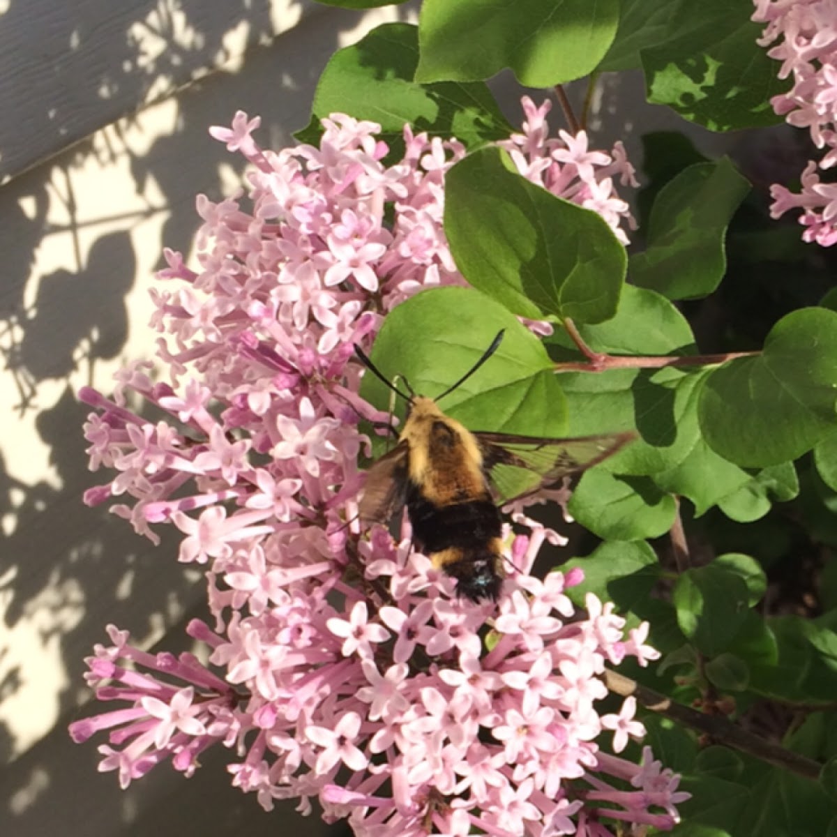 Snowberry clearwing