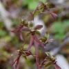 Heart Leaved Twayblade