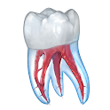 Icon Dental 3D Illustrations