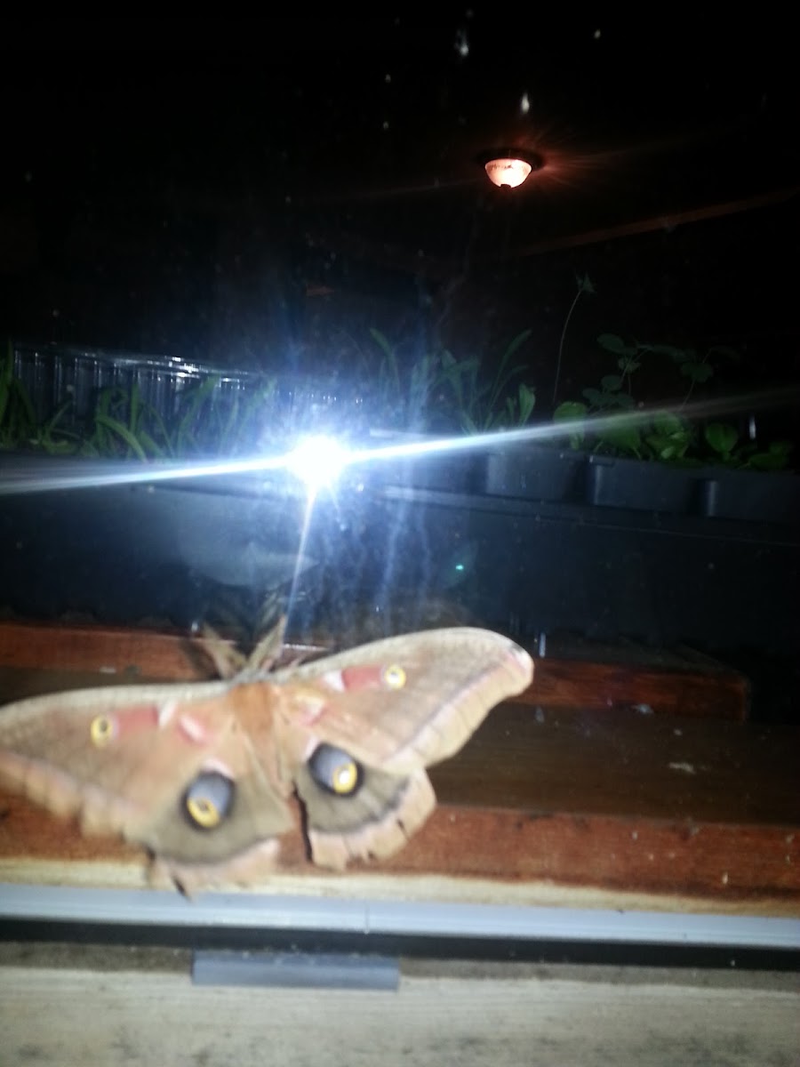 Polyphemus Moth