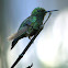 Blue-tailed Emerald