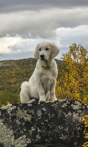 Labrador Live Wallpaper Wallpapers  Backgrounds