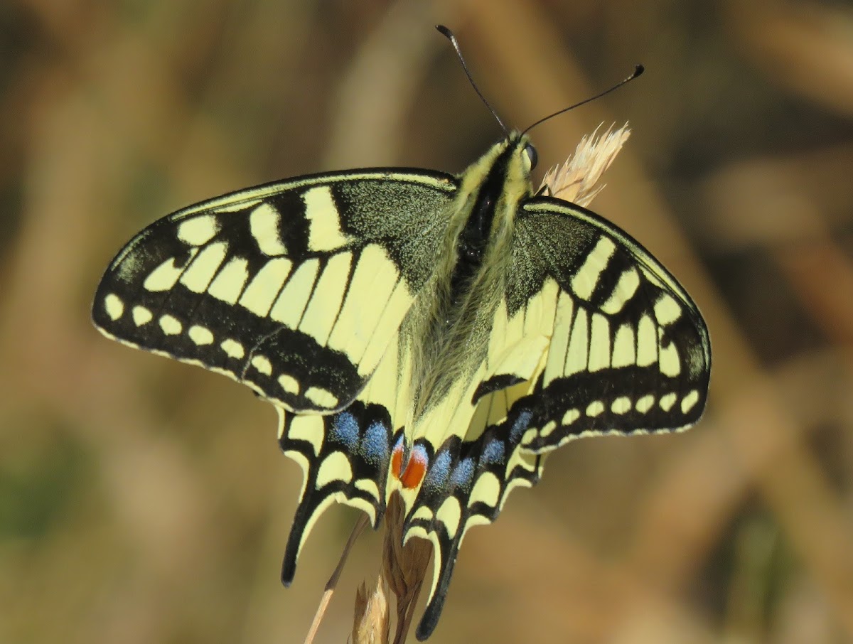 Swallowtail