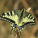 Swallowtail