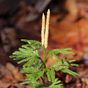 Rare Clubmoss