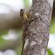 Common Gliding Lizard