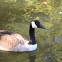 Canada Goose