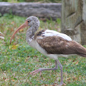 White Ibis juvenile