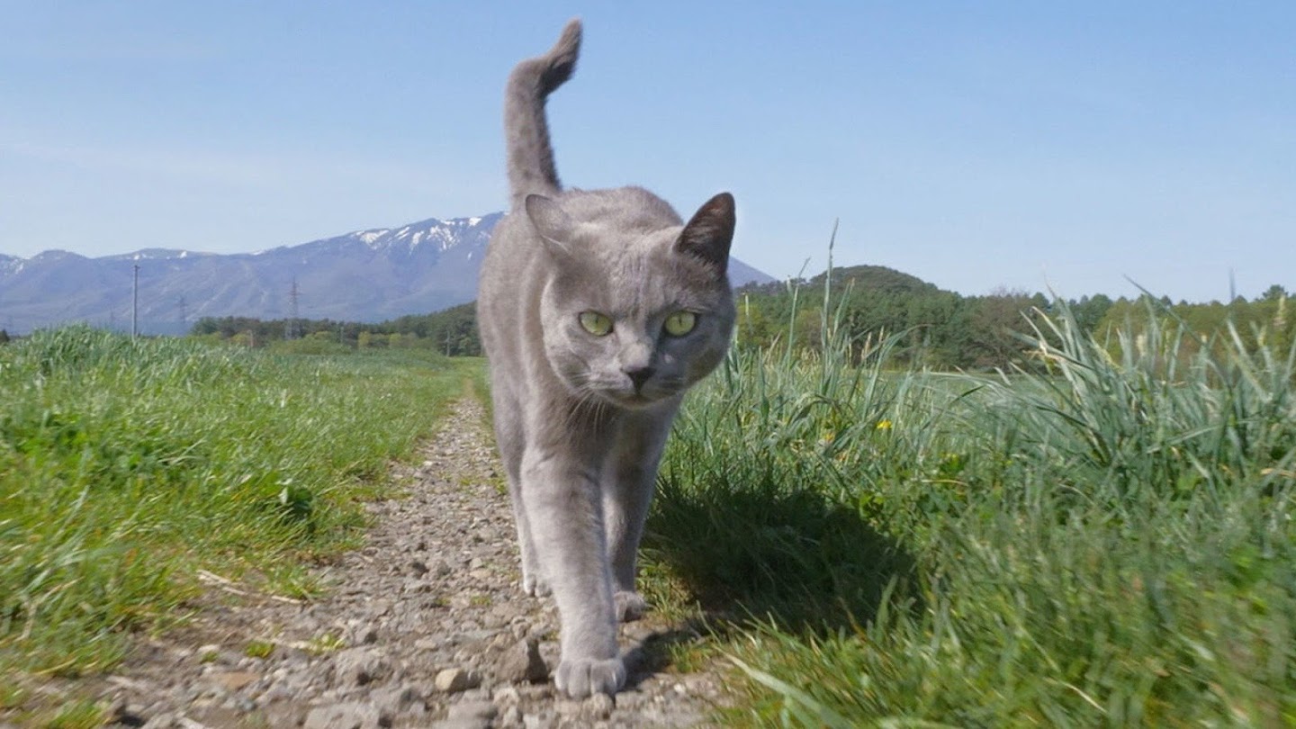 A Cat's-Eye View of Japan