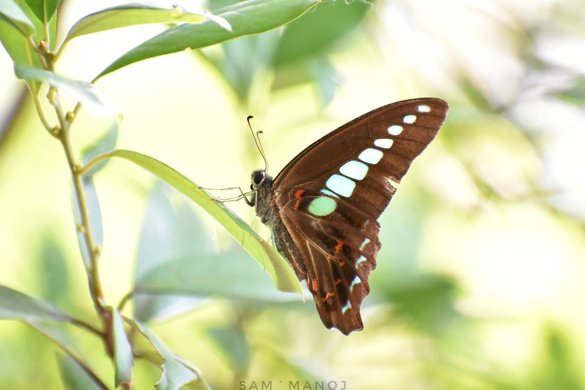 Common Bluebottle / Blue Triangle