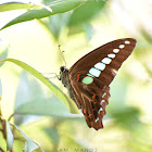 Common Bluebottle / Blue Triangle