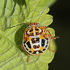 Shield Bug