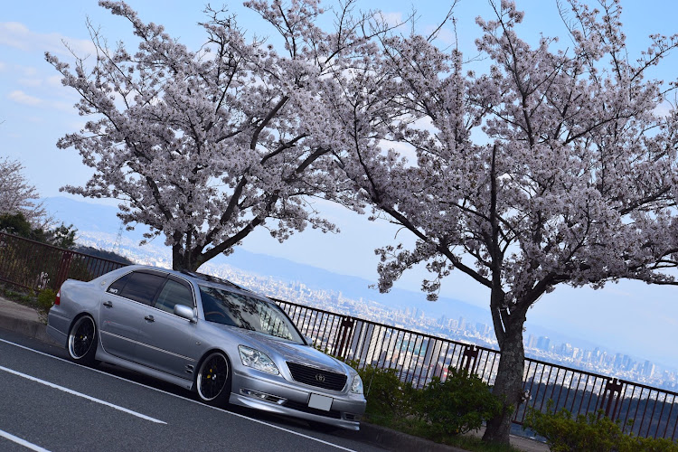 セルシオのコロナウイルスに負けるな・桜と愛車に関するカスタム事例の投稿画像5枚目
