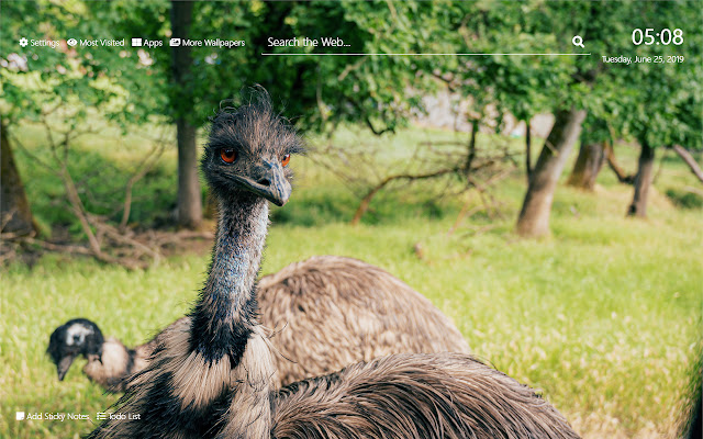 Ostrich Hình nền HD Chủ đề tab mới