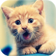 Download 1000+ Funny Cats Videos For PC Windows and Mac 1.0