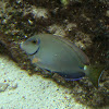 Ocean Surgeonfish