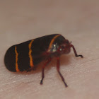 Two-lined Spittlebug