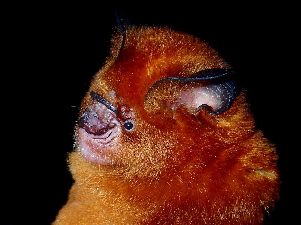 Fawn-coloured Leaf-nosed Bat