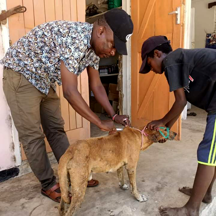 Lamu county veterinary officers vaccinate dogs in the ongoing rabies campaign.