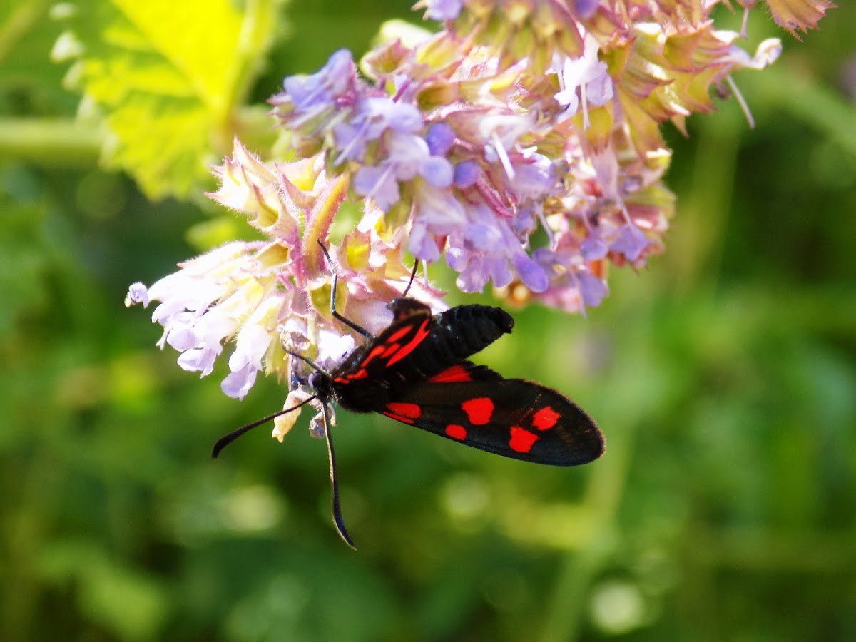 Six-spot burnet